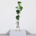 شجر شفليرا 135سم وودي