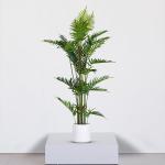 شجرة نخل 150 سم وودي