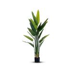 شجرة موز استرليزيا 180 سم وودي