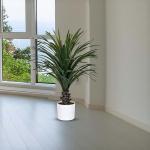 شجر يوكا 70 سم وودي