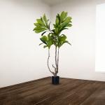 شجرة الياسمين 180 سم وودي